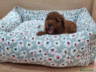 Caniche Enano perros Caniches - Anuncio 17