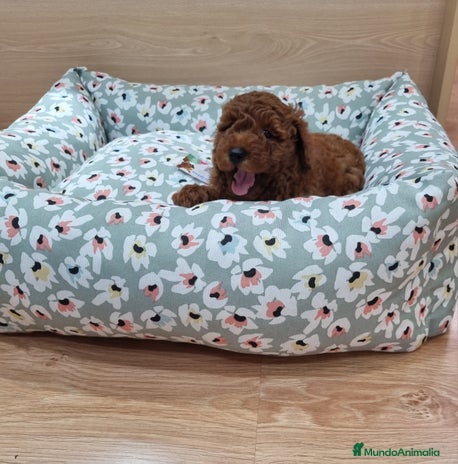 Caniche Enano perros - Anuncio 10