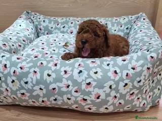 Caniche Enano perros Caniches - Anuncio 9