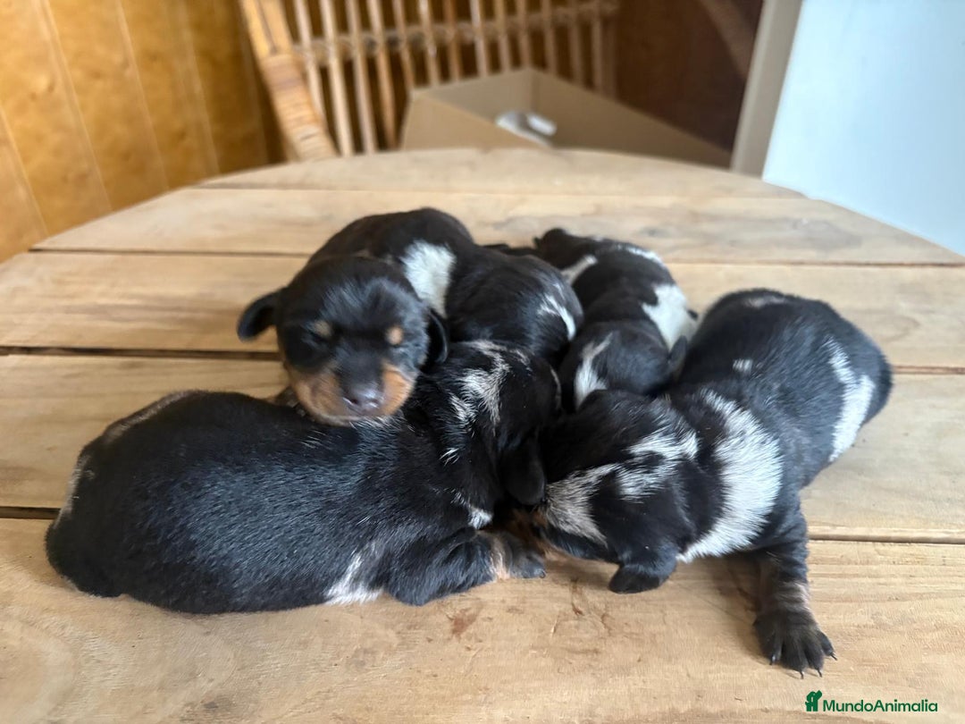Teckel perros en venta: Dachshund   - Imagen 2