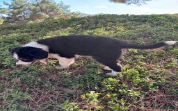 Pastor Australiano perros en venta: PASTOR AUSTRALIANO  - Imagen 7