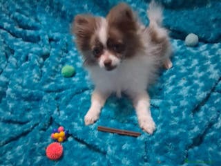 Pomerania perros Machos de pomchi machos a 450€ precio real - Anuncio 33