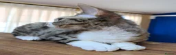 Devon Rex gatos en venta: Preciosos cachorros Devon Rex - Anuncio 10