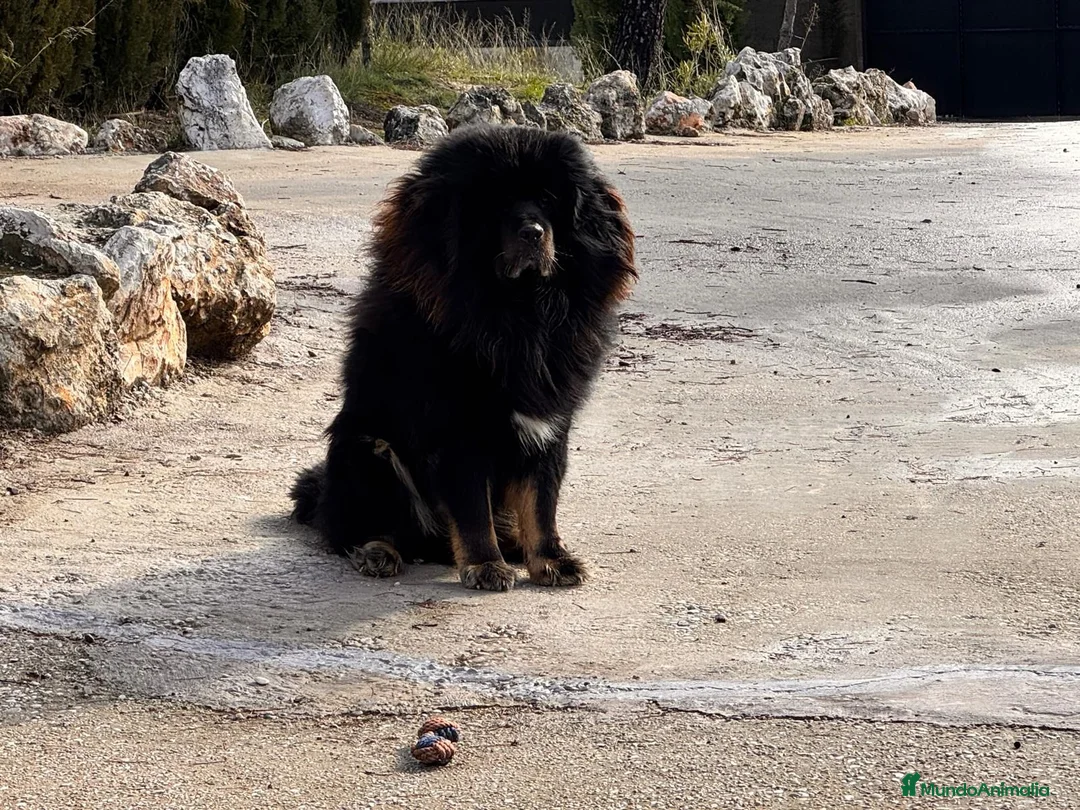 Dogo del Tíbet perros en venta: Mastin tibetano o dogo del tibet - Anuncio 5