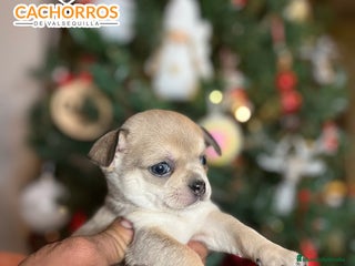 Chihuahua perros Chihuhua - Anuncio 1