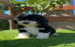 Perro de Agua Español perros en venta: PERRO DE AGUA MACHO - Imagen 4