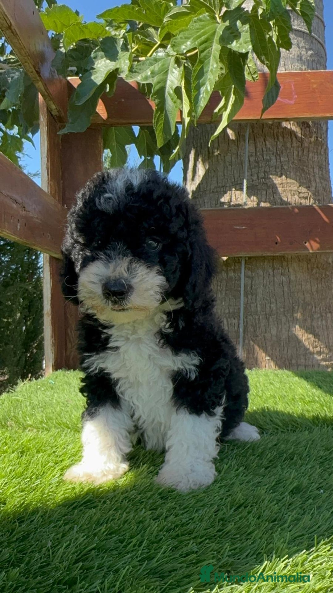 Perro de Agua Español perros en venta: PERRO DE AGUA MACHO - Imagen 4