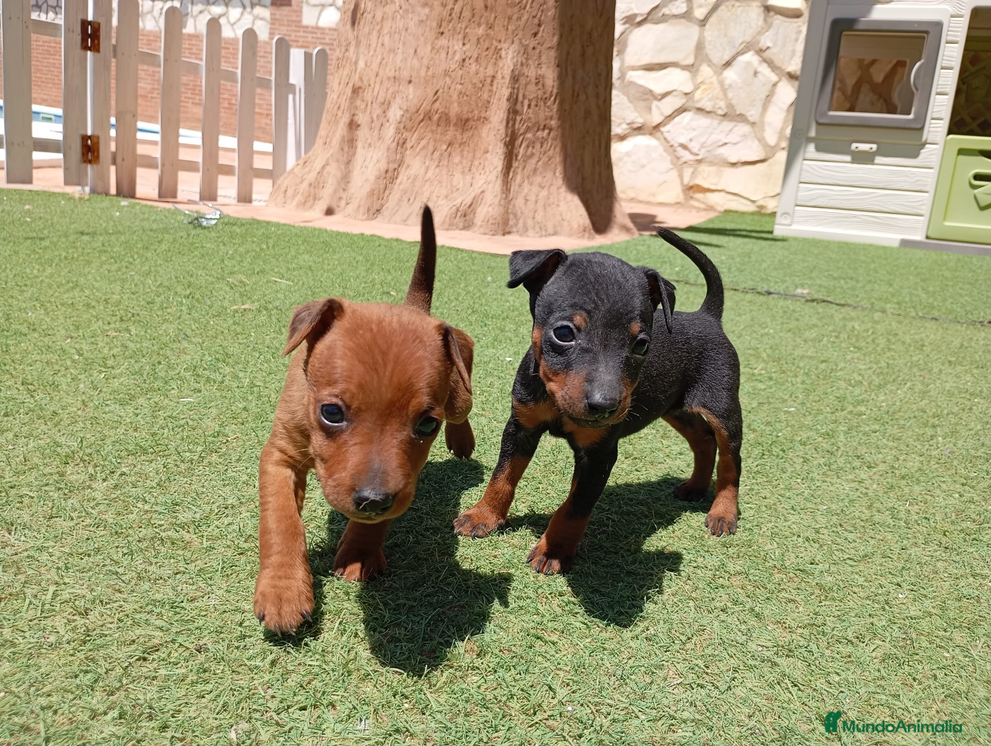 Pinscher Miniatura perros MINIPINCHER 🤎 - Anuncio 5