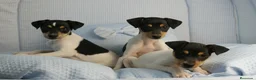 Ratonero Bodeguero Andaluz perros en venta: CACHORRITOS DE BODEGUERO  - Anuncio 5