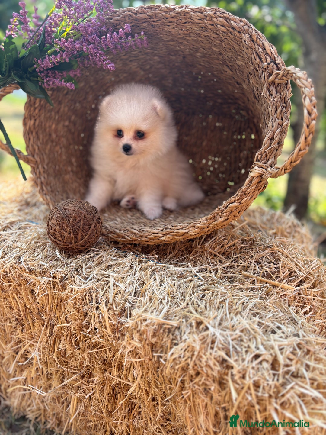 Pomerania perros en venta: Pomerania listo para conocer su nueva familia  - Imagen 5