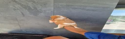 Cavalier King Charles Spaniel perros en venta: Cavalier King Charles  en Girona - Anuncio 3