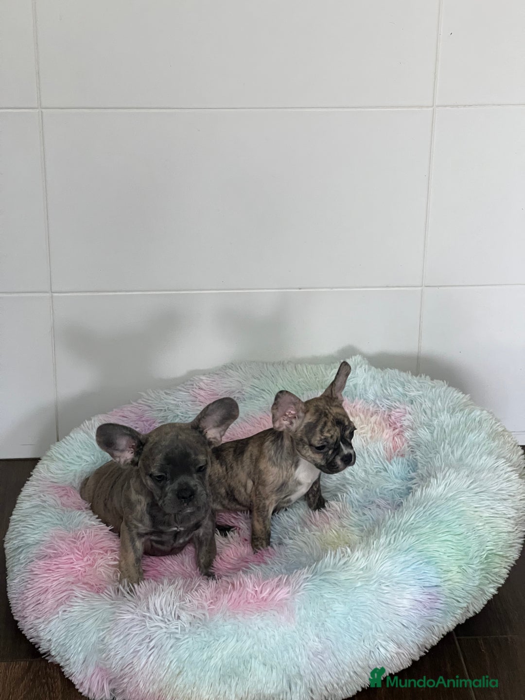 Bulldog Francés perros en venta: Bulldog Francés  - Imagen 3