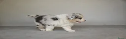 Pastor Australiano perros en venta: Cachorros Pastor Australiano - Anuncio 6
