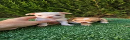 Chihuahua perros en venta: Chihuahuas mini  - Anuncio 4