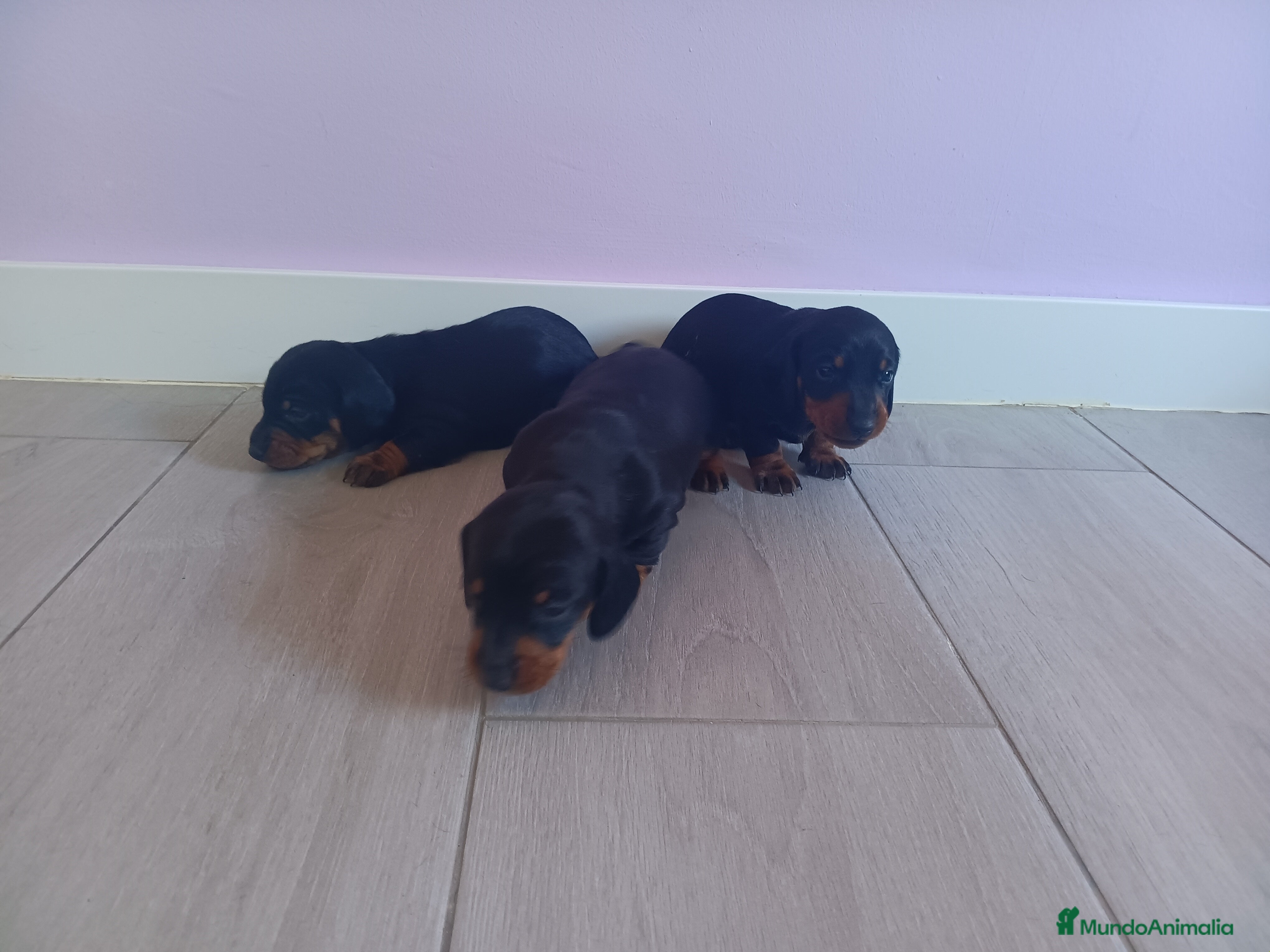 Teckel perros Teckels Mini Negro Fuego - Anuncio 8