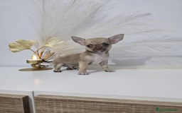 Chihuahua perros en venta: CHIHUAHUA MACHO - Imagen 1