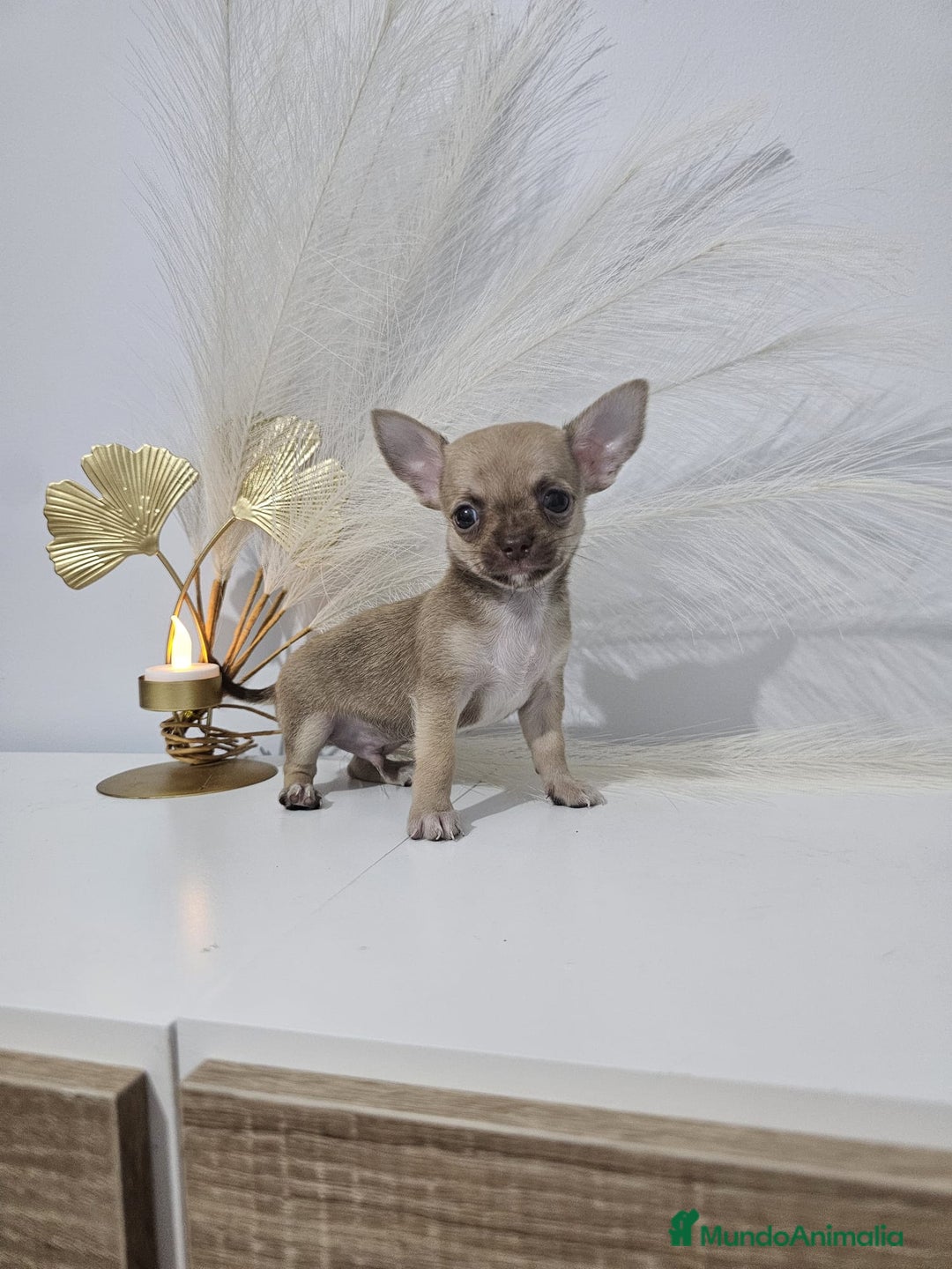 Chihuahua perros en venta: CHIHUAHUA MACHO - Imagen 1