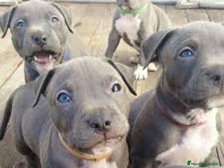 American Staffordshire-Terrier perros AMERICAN STAFFORD BLUE OJOS AZULES en Sevilla - Anuncio 20