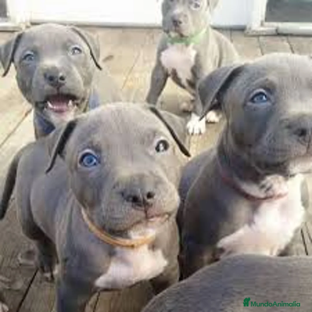 American Staffordshire-Terrier perros en venta: AMERICAN STAFFORD BLUE OJOS AZULES en Sevilla - Anuncio 1