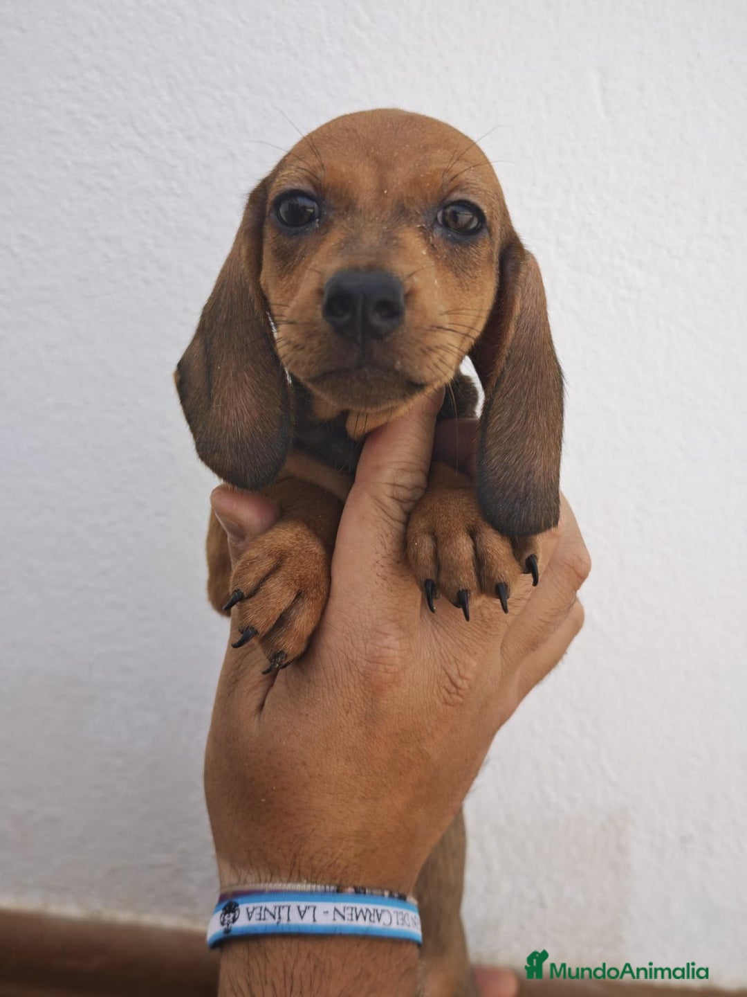 Teckel perros en venta: Preciosa camada de Teckel - Imagen 1