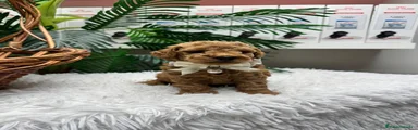 Caniche Toy 1