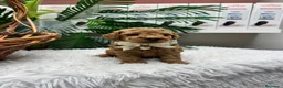 Caniche Toy perros en venta: CANICHE TOY - Anuncio 9