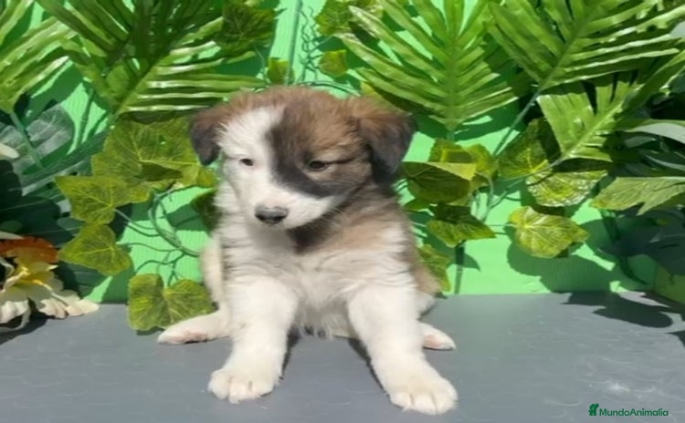 Border Collie perros - Anuncio 5