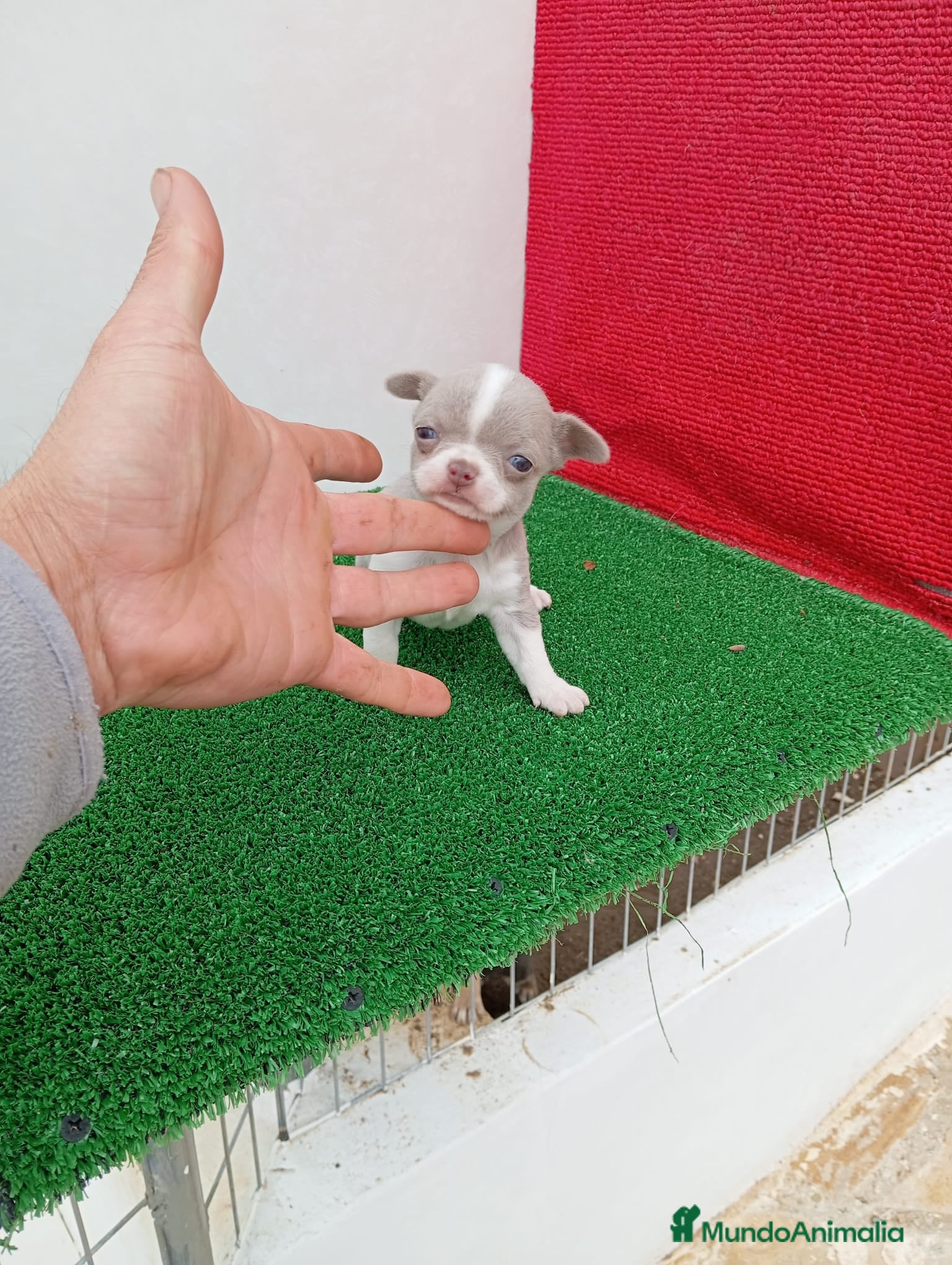 Chihuahua Cachorro 3