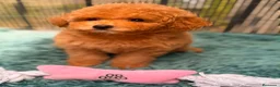 Caniche Toy perros en venta: Caniche Minitoy  - Anuncio 4