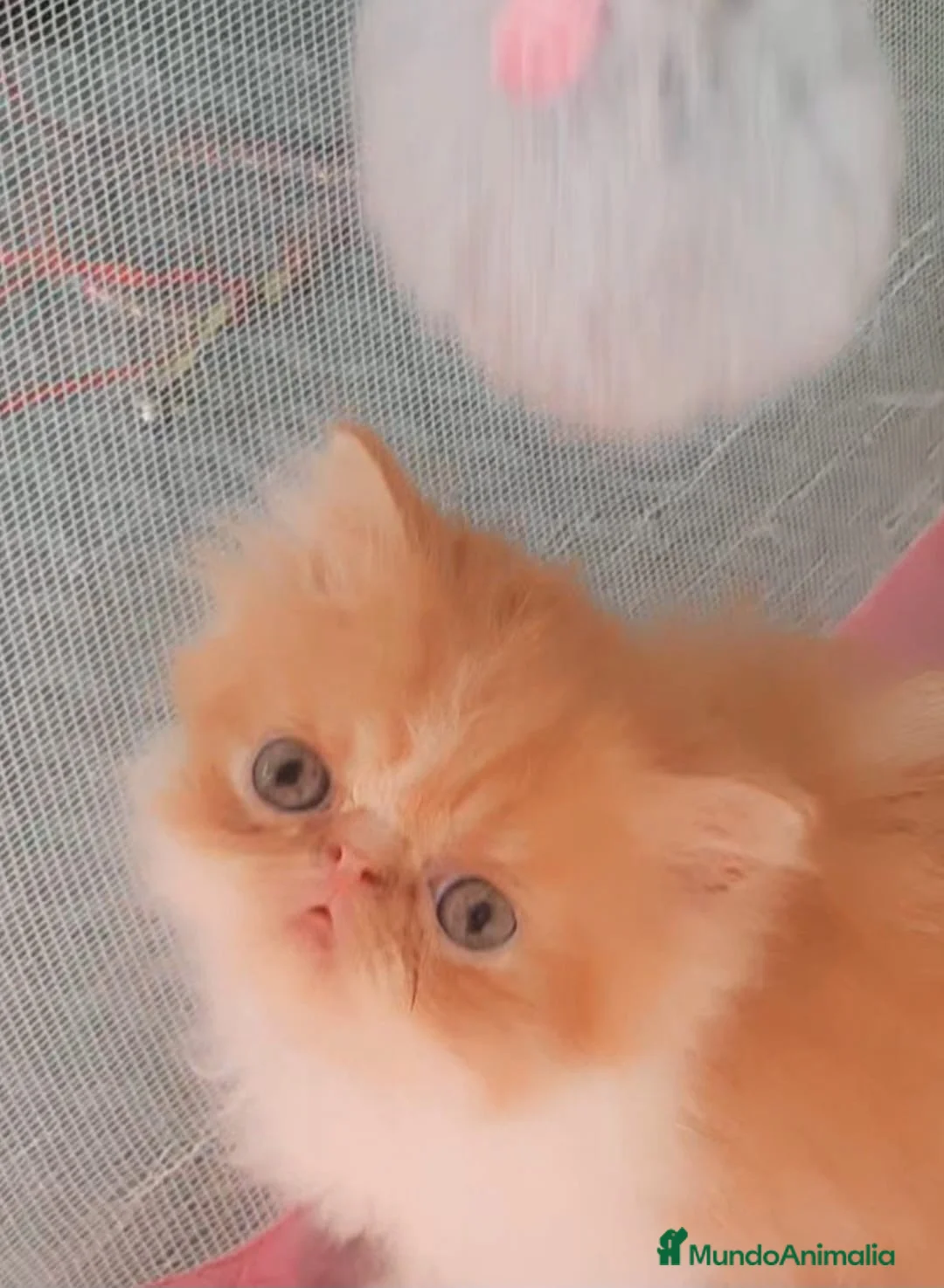 Persa gatos en venta: GATITOS PERSAS CAREY TRICOLOR  en Valencia - Anuncio 6