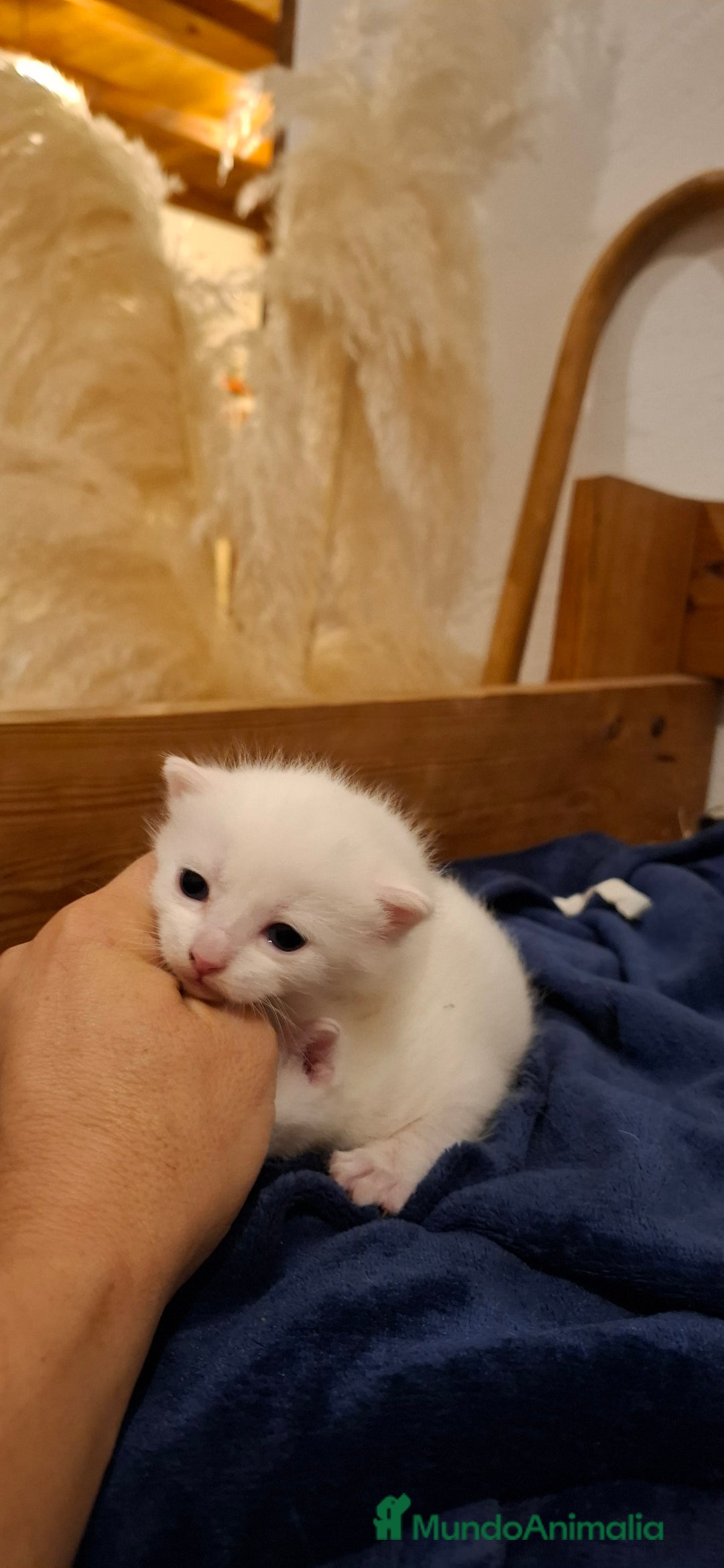 Raza Mixta gatos en venta: Gatitas cruce de Angora y europeo - Anuncio 2