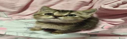 Británico de Pelo Corto gatos en venta: British short hair golden-tabby en Valencia - Anuncio 6