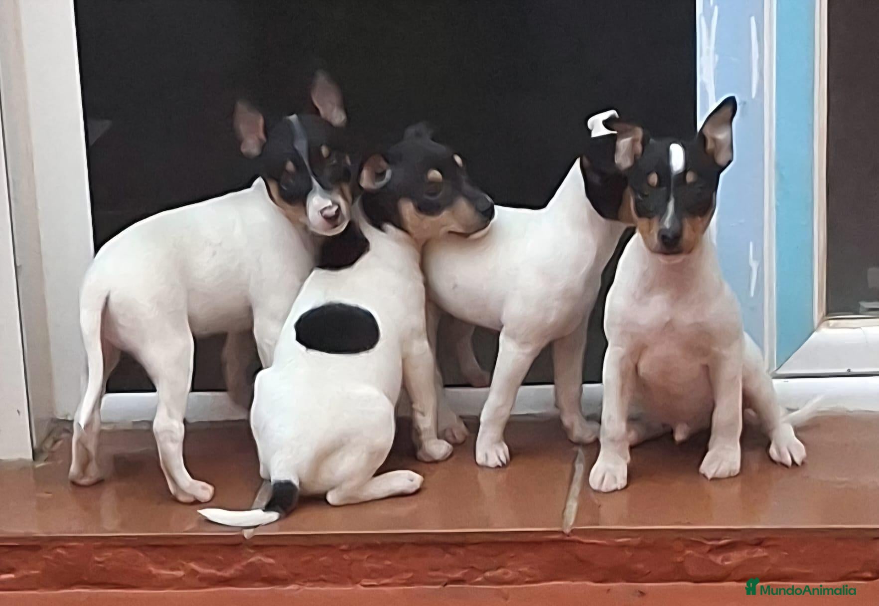 Ratonero Bodeguero Andaluz perros Bodeguero andaluz - Anuncio 1