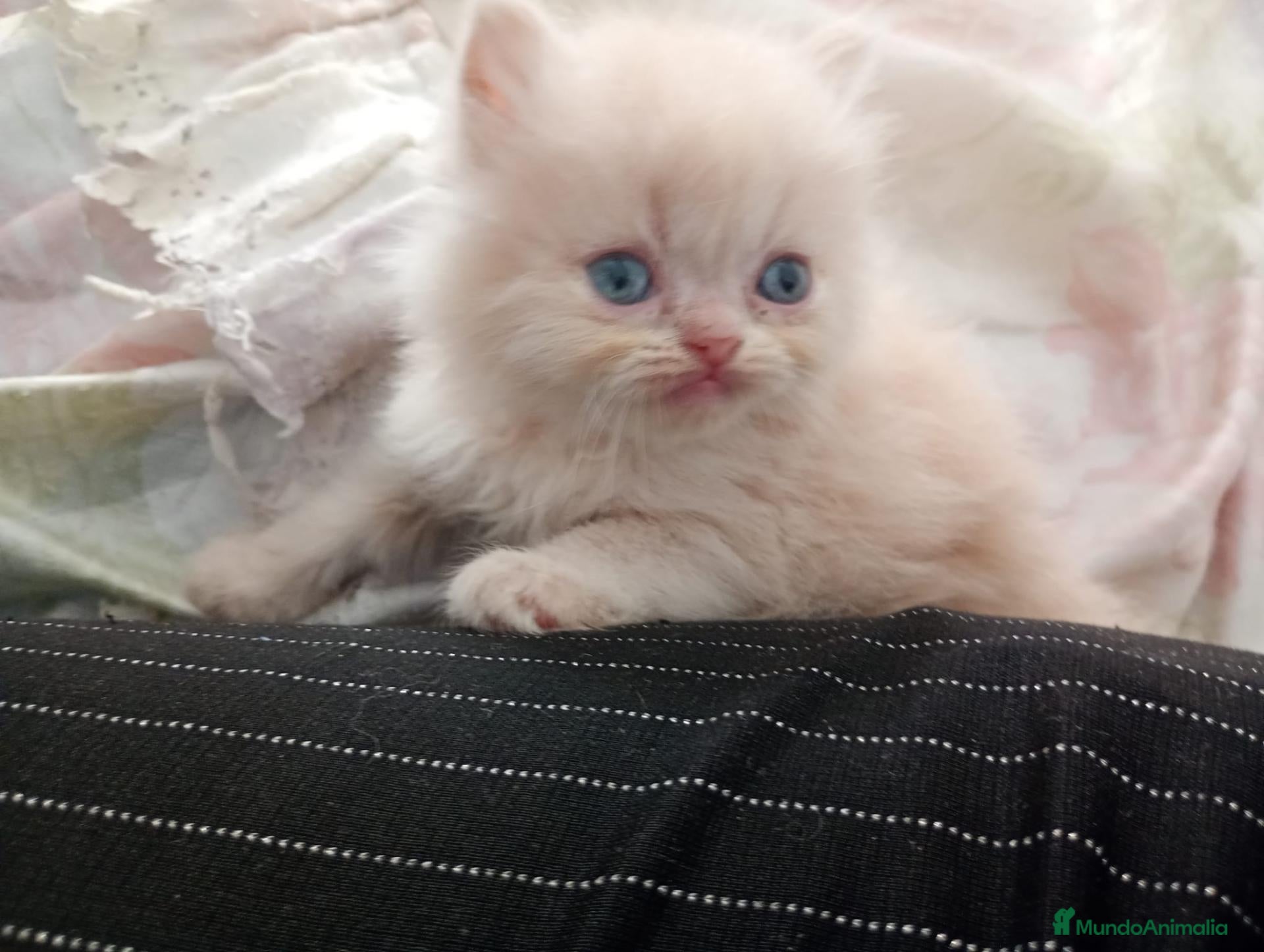 Persa gatos Gatitos persa himalayo  - Anuncio 1