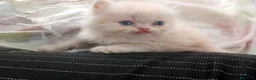 Persa gatos en venta: Gatitos persa himalayo  - Anuncio 1