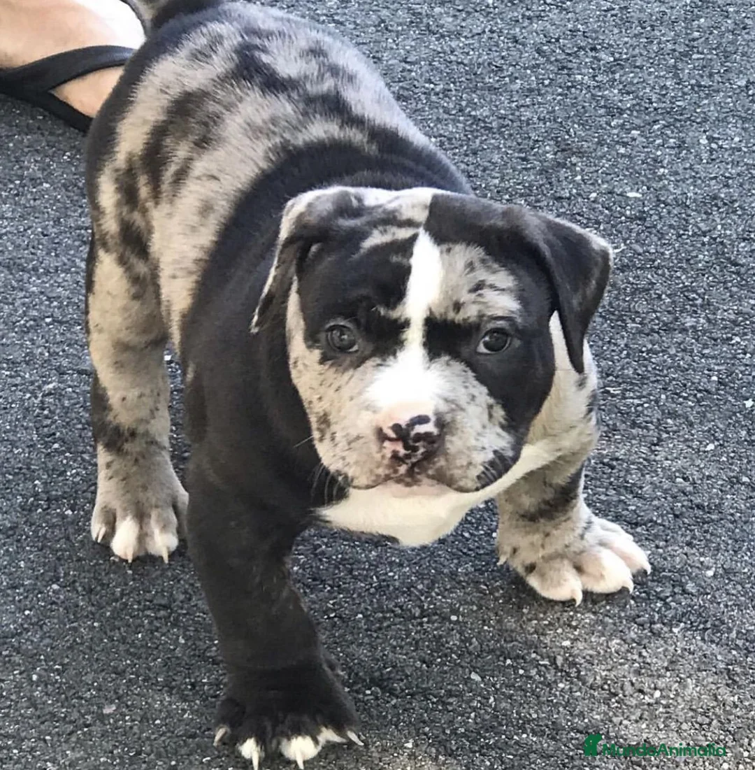 American Pit Bull Terrier perros en venta: AMERICAN PITBULL CRIADORES   631 67 03 85 en Sevilla - Anuncio 4