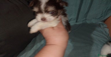 Bichón Maltés perros - Propaganda 8
