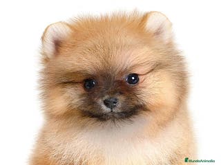 Pomerania perros Cachorros de pomerania. - Anuncio 9