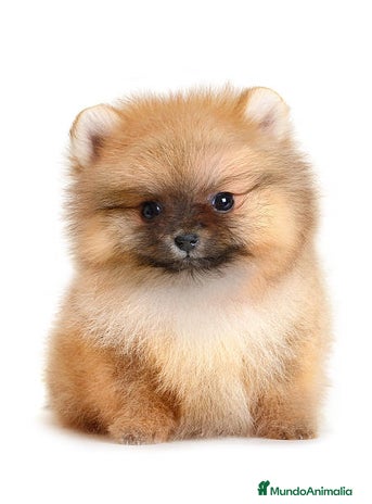 Pomerania perros - Anuncio 6