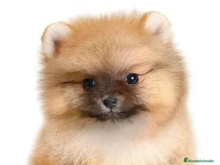 Pomerania perros Cachorros de pomerania. - Anuncio 25