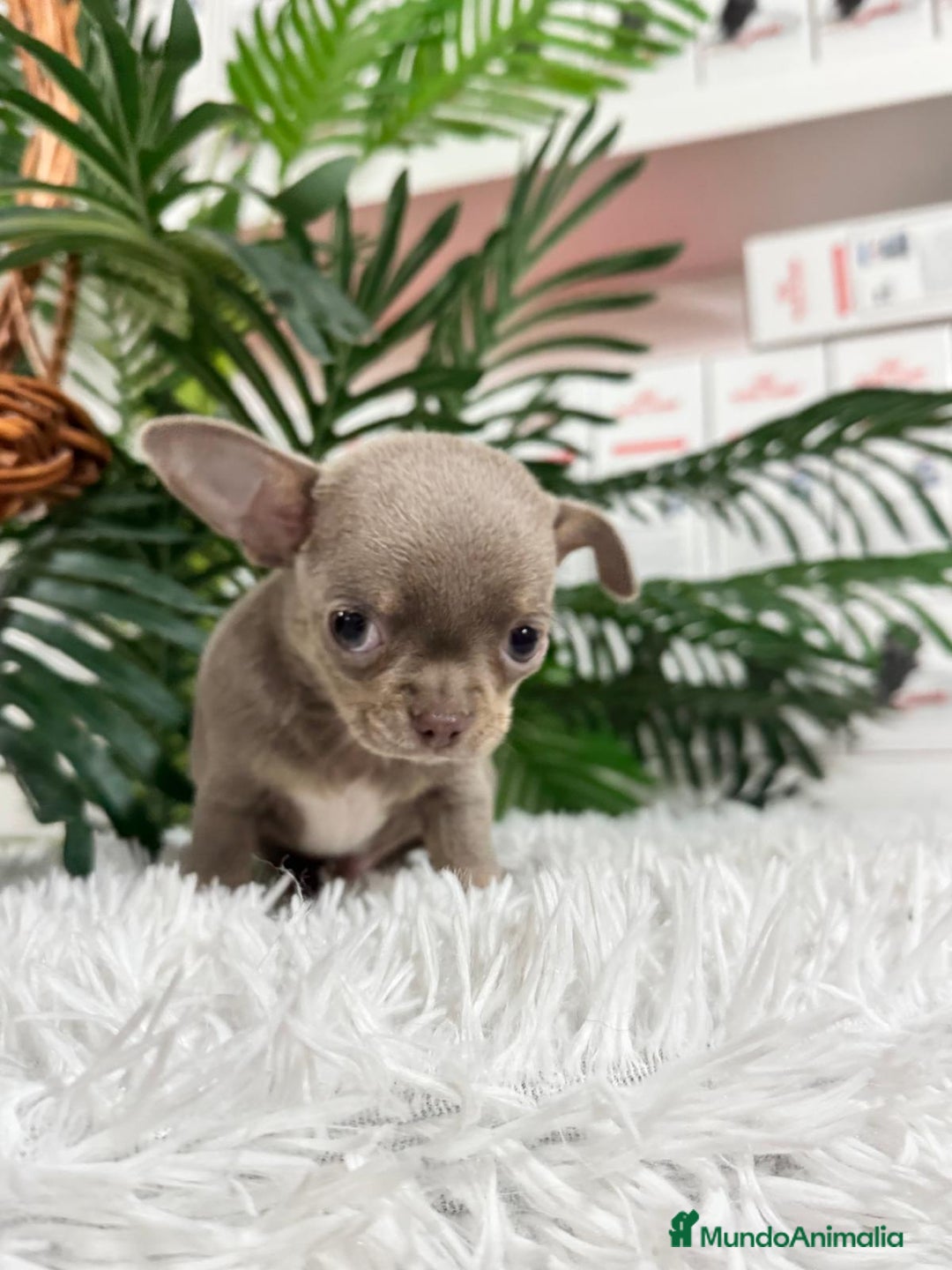 Chihuahua perros en venta: CHIHUAHUA MACHO LILAC AND TAN - Anuncio 9