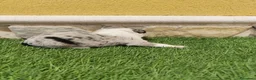 Border Collie perros en venta: Border collie merle choco en Valencia - Anuncio 18
