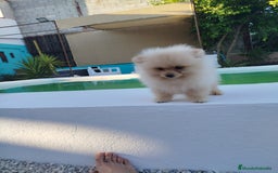 Pomerania perros en venta: Lulu de pomerania  - Imagen 7