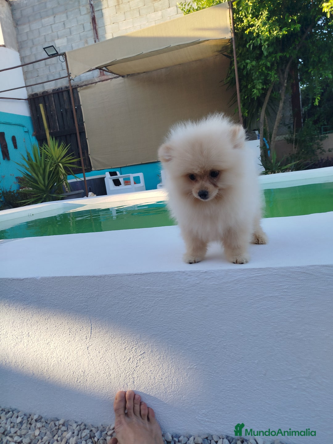 Pomerania perros en venta: Lulu de pomerania  - Imagen 7