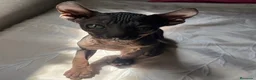 Sphynx gatos en venta: Elf 91 - Anuncio 2