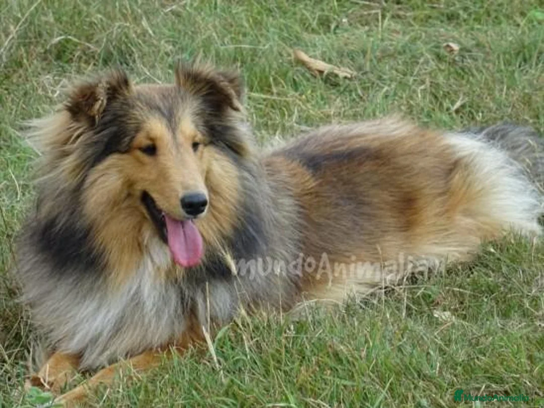 Imagen de galería {{count}}