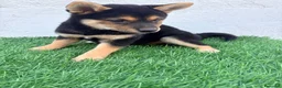 Shiba Inu perros en venta: Shiba Inu - Anuncio 4
