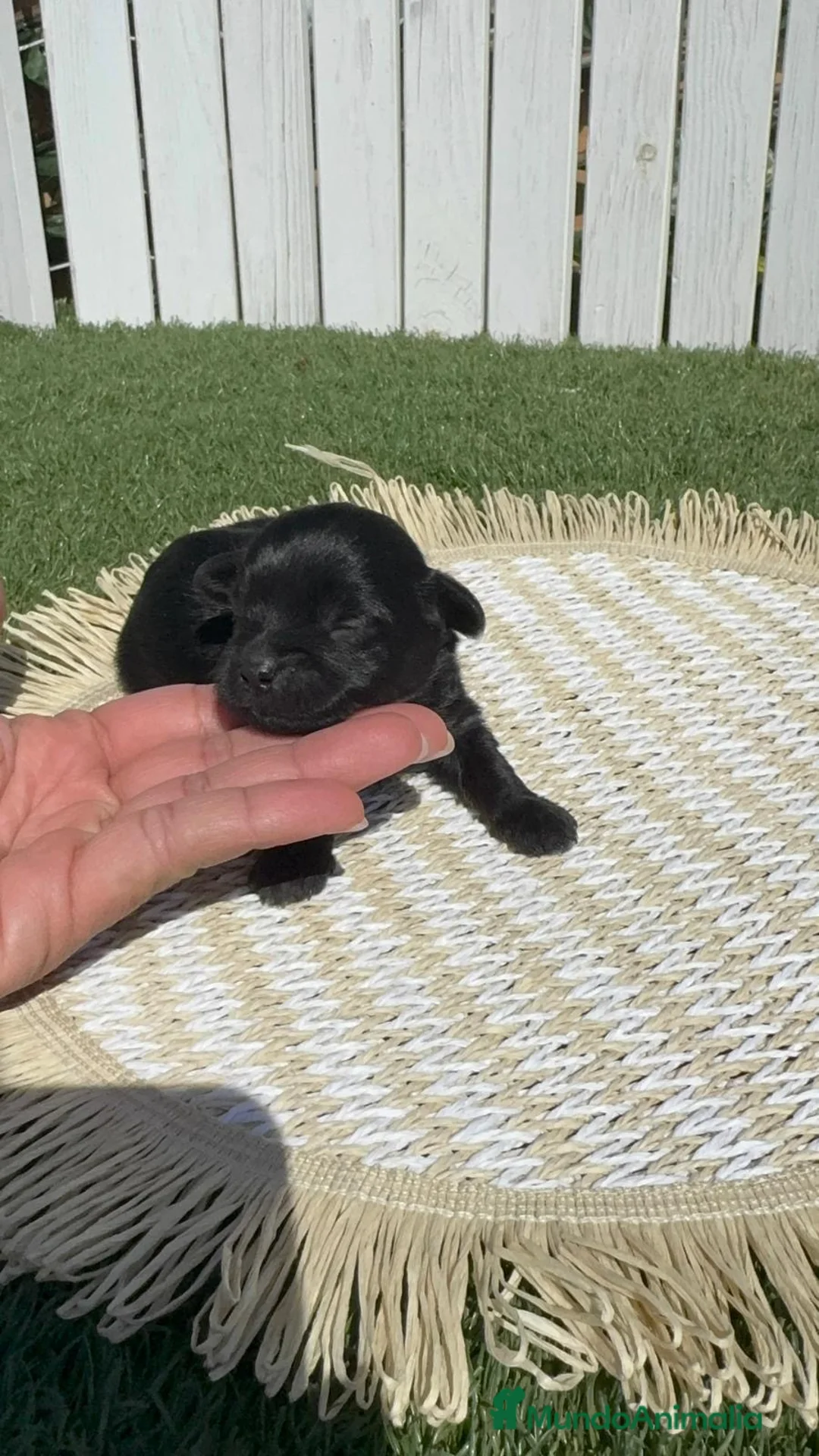 Maltipoo perros en venta: MALTIPOO - Anuncio 2