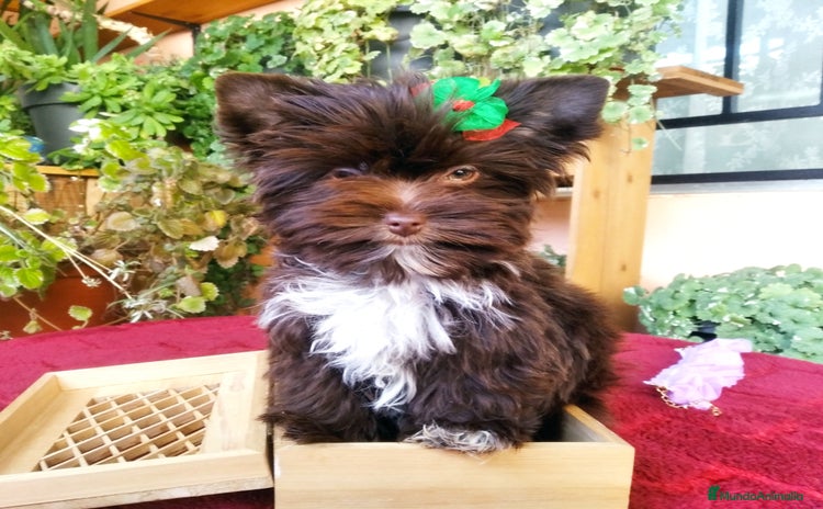 Yorkshire Terrier perros Cachorros Yorkshire chocolate Micro/Toy - Anuncio 3