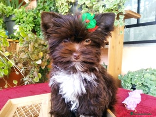 Yorkshire Terrier perros Cachorros Yorkshire chocolate Micro/Toy - Anuncio 17